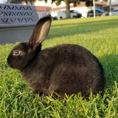 Mini Rex - Fuzzy Buns Rabbits